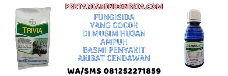 fungisida,musim hujan,penyakit,infeksi